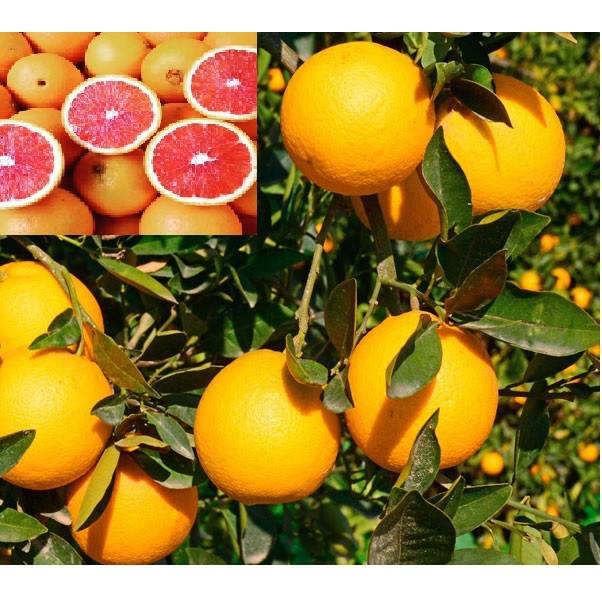 CÂY GIỐNG CAM CARA RUỘT ĐỎ KHÔNG HẠT SIÊU NGON SIÊU QUẢ- CAM KÊT GIỐNG CHUẨN F1