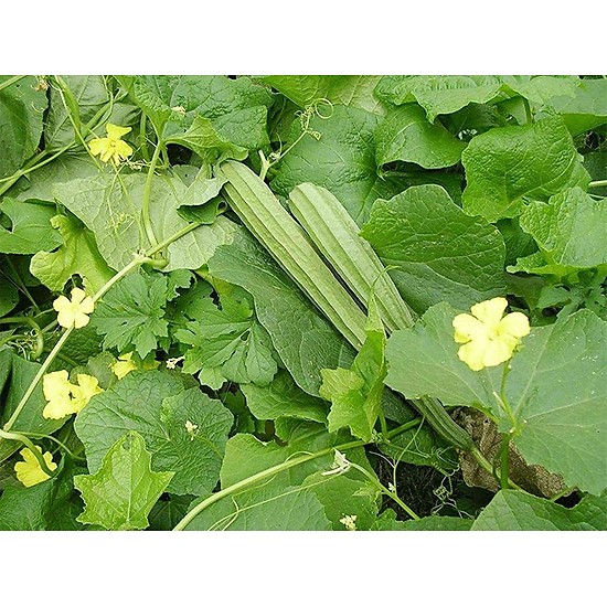 HẠT GIỐNG MƯỚP KHÍA F1