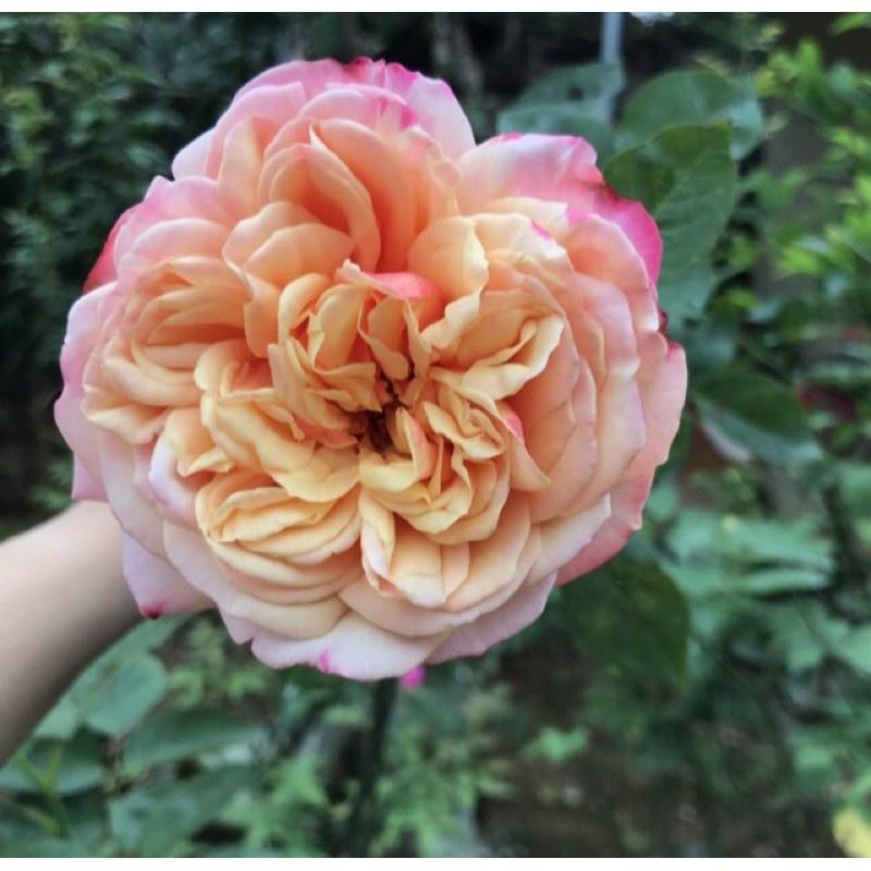 Hoa hồng leo Đức Kordes Jubilee - cây giống rễ trần