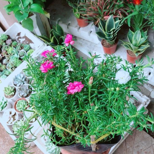 Hoa mười giờ mỹ