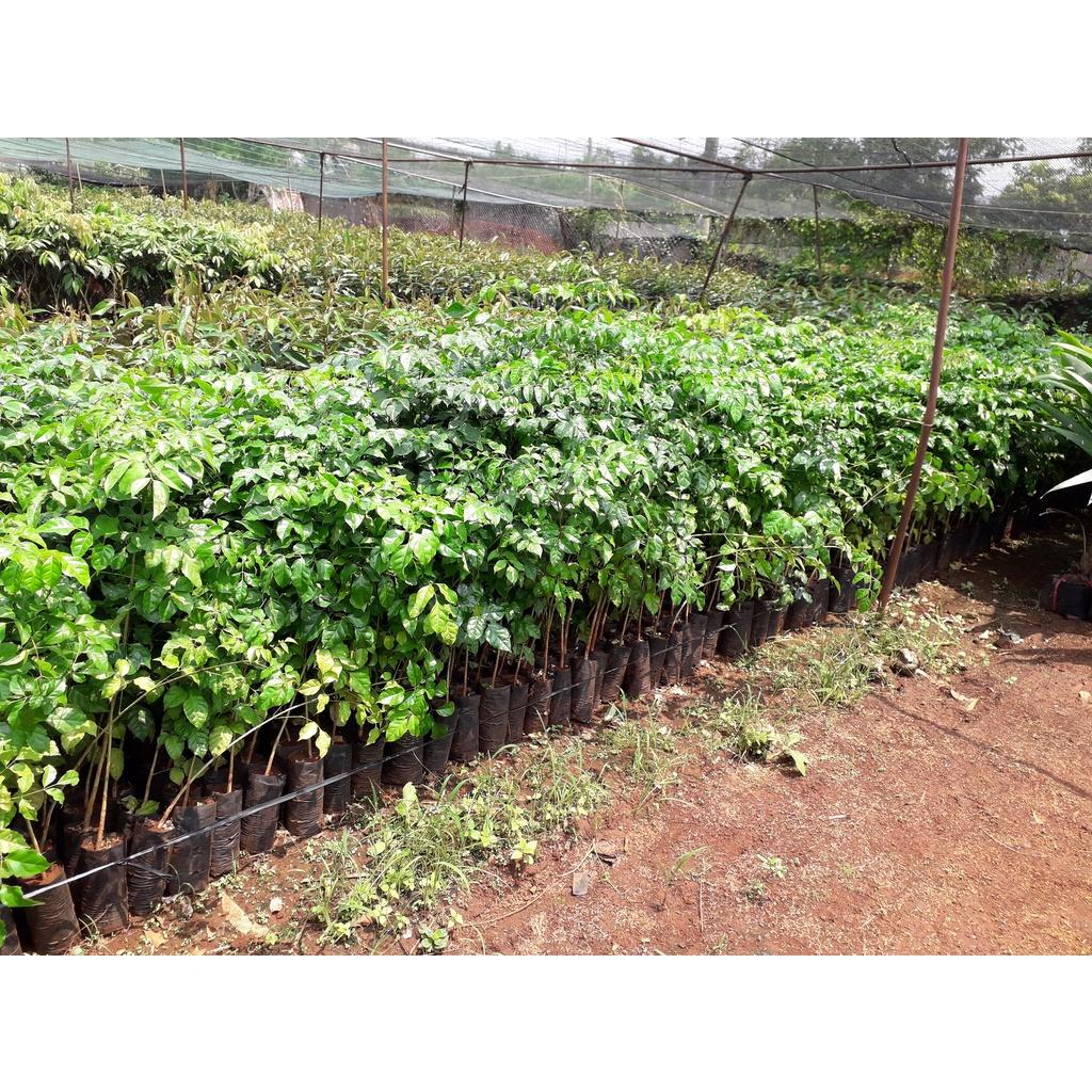 SẢN PHẨM: COMBO 10 CÂY GIỐNG NÚC NÁC RỪNG CAO TRÊN 40 CM