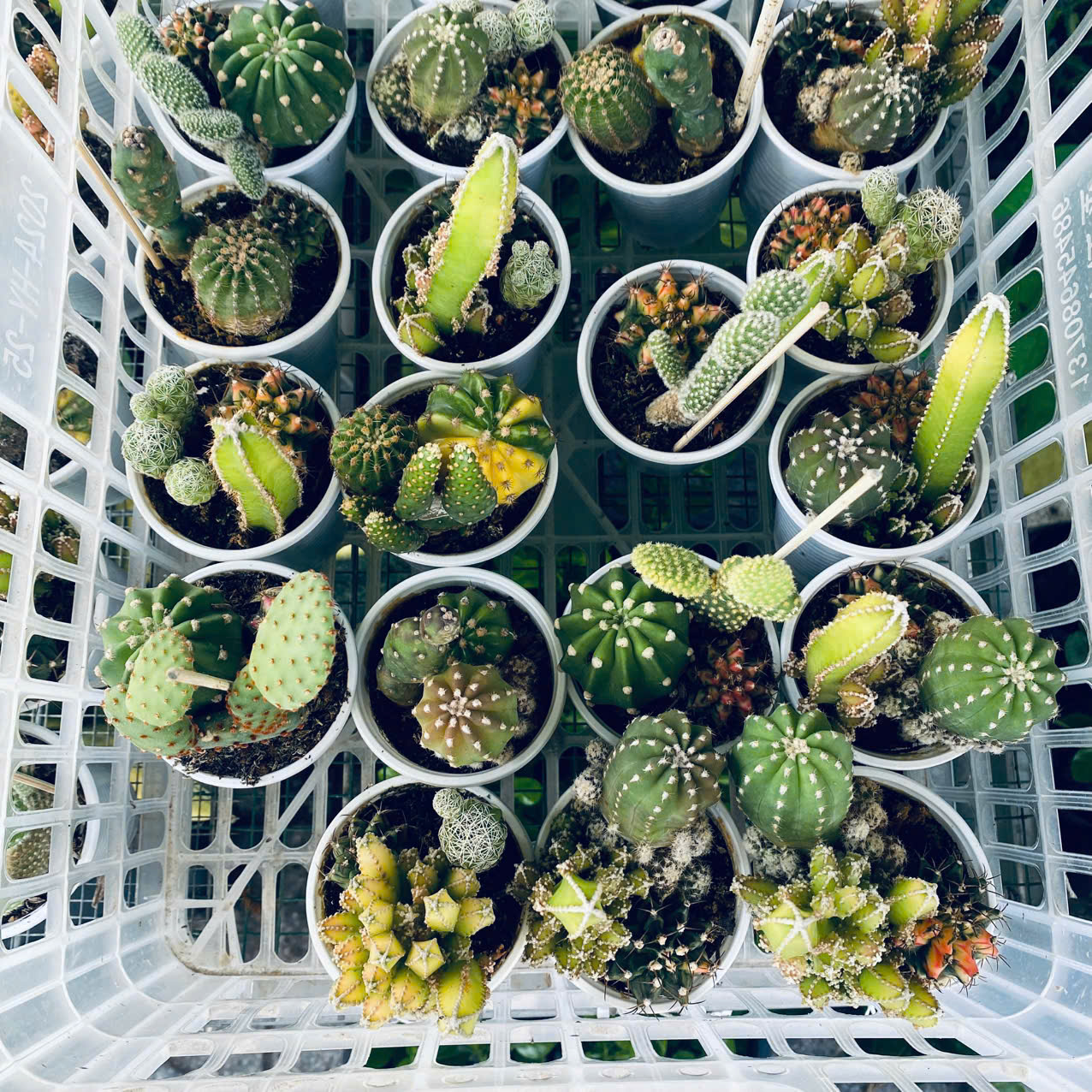 Xương Rồng Mix 3 Loại Chậu 6.5cm – Combo Cây Mini Dễ Thương Dễ Chăm, giao ngẫu nhiên Mam Xinh