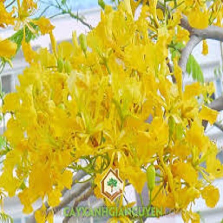 CÂY GIỐNG HOA PHƯỢNG VÀNG SIÊU ĐẸP