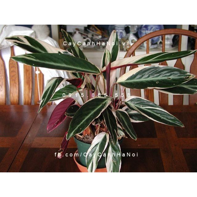 Cây chuối hoàng yến - cây cảnh trong văn phong - Giúp không gian trở nên thơ mộng hơn !!