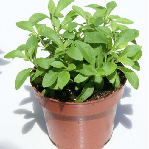 Hạt giống cỏ ngọt stevia KNS3466 - Gói 20 hạt