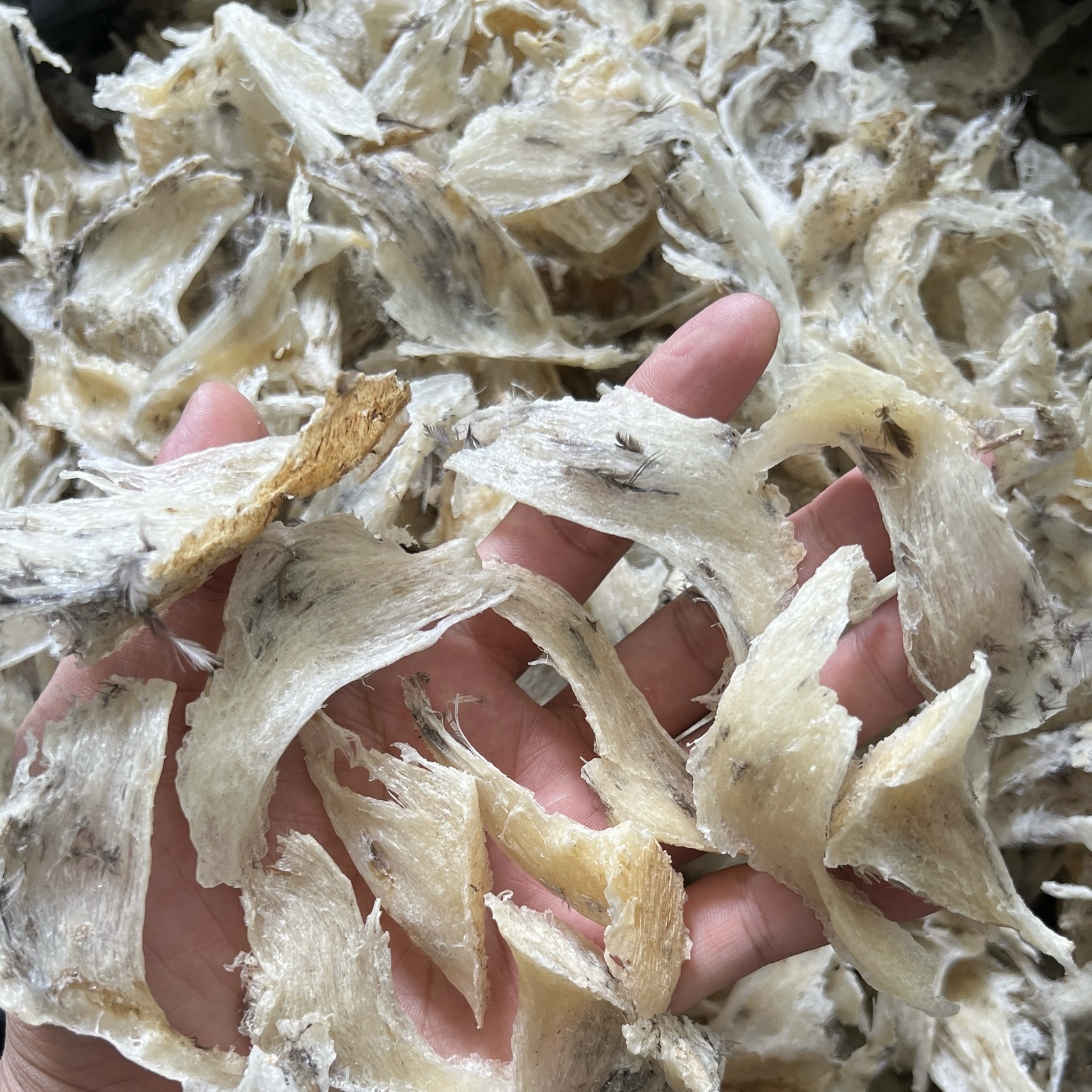 Chân Yến Sào Thô Cao Cấp - Yến Sào Hòn Gốm Chính Hiệu Khánh Hoà  - HG SALANGANES NEST