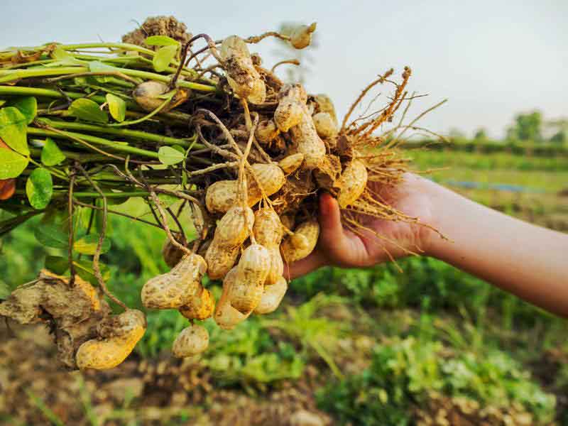 Dầu đậu phộng nhà ép Tràm Nhiên nguyên chất cao cấp- Dầu ăn dặm cho bé dưới 12 tháng tuổi - Tốt cho sức khỏe của gia đình