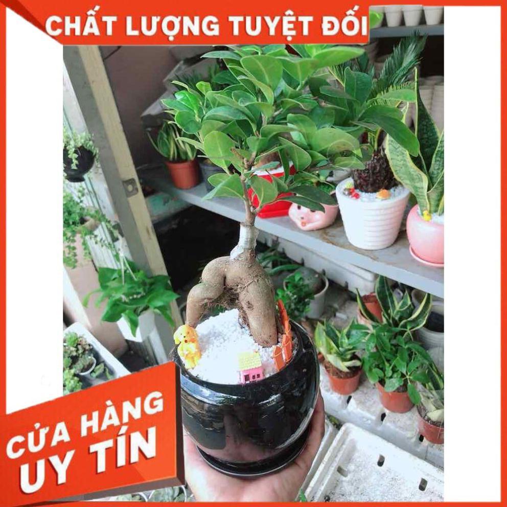 Chậu cây si bonsai Nhiều Người Mua