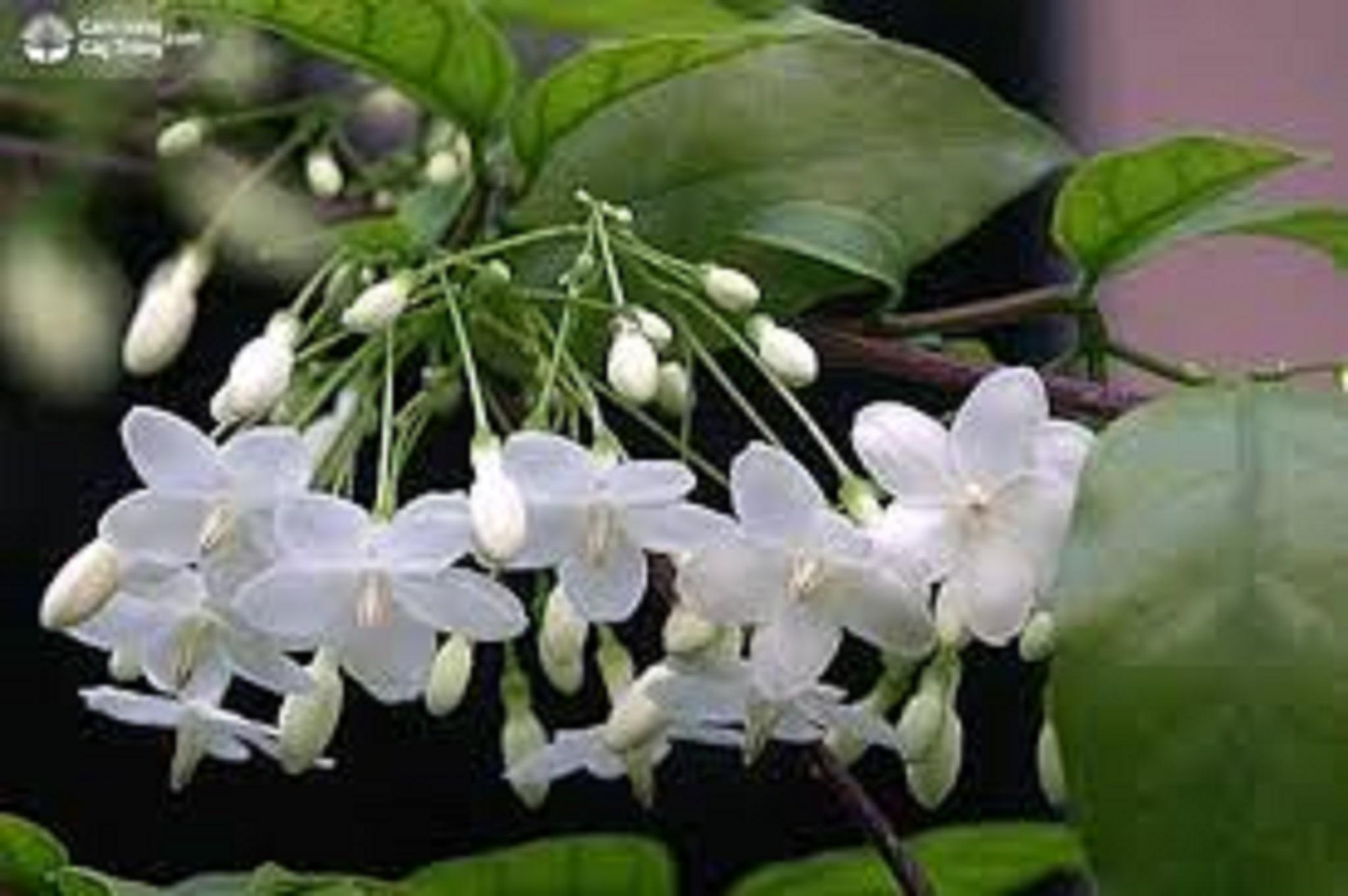 CÂY GIỐNG MAI CHIẾU THỦY [ BẦU TO, CÂY TƯƠI XANH ĐẸP NHƯ HÌNH ]