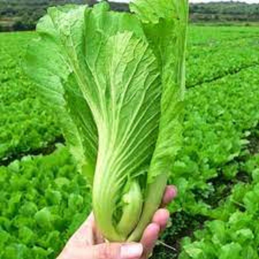 CÂY GIỐNG CẢI BẸ XANH MỠ CAO SẢN