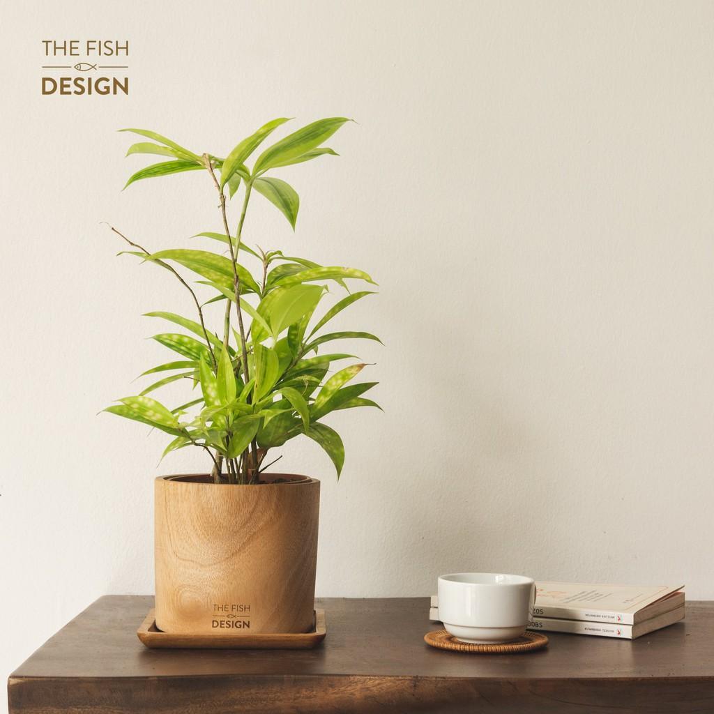 Chậu cây trúc nhật | THE FISH SIZE L
