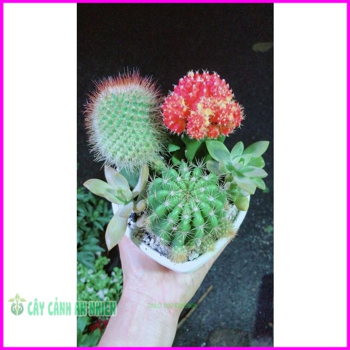 Chậu Cây Xương Rồng Tiểu Cảnh