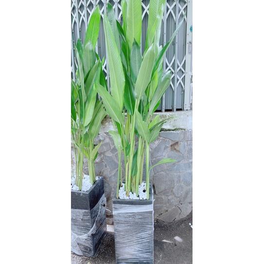Chậu Chuối Mỏ Két Hàng Đẹp