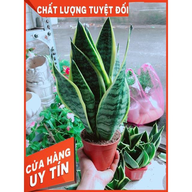 Lưỡi Hổ Cao