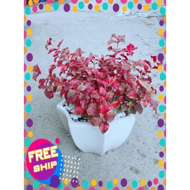 Chậu Ruby Đỏ