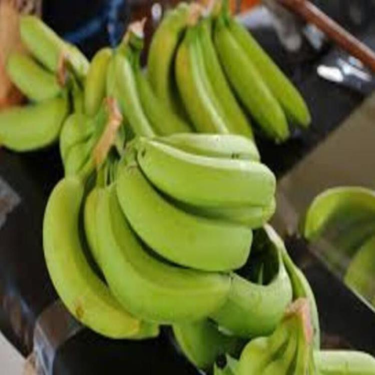 Cây giống chuối già nam Mĩ cây giống chuẩn cho năng suất cao