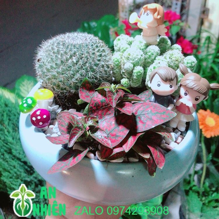 Chậu Xương Rồng Tiểu Cảnh