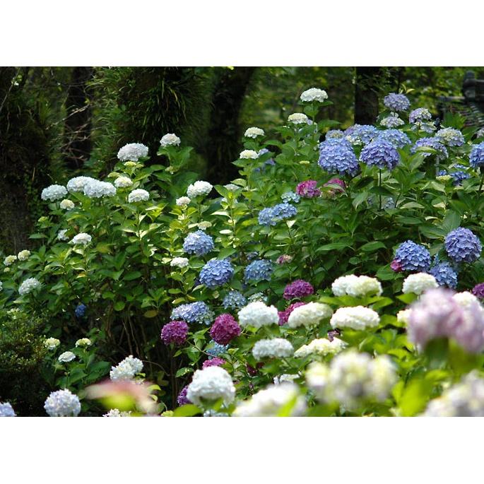 Hạt giống hoa cẩm tú cầu mix màu KNS3619 - Gói 5 hạt