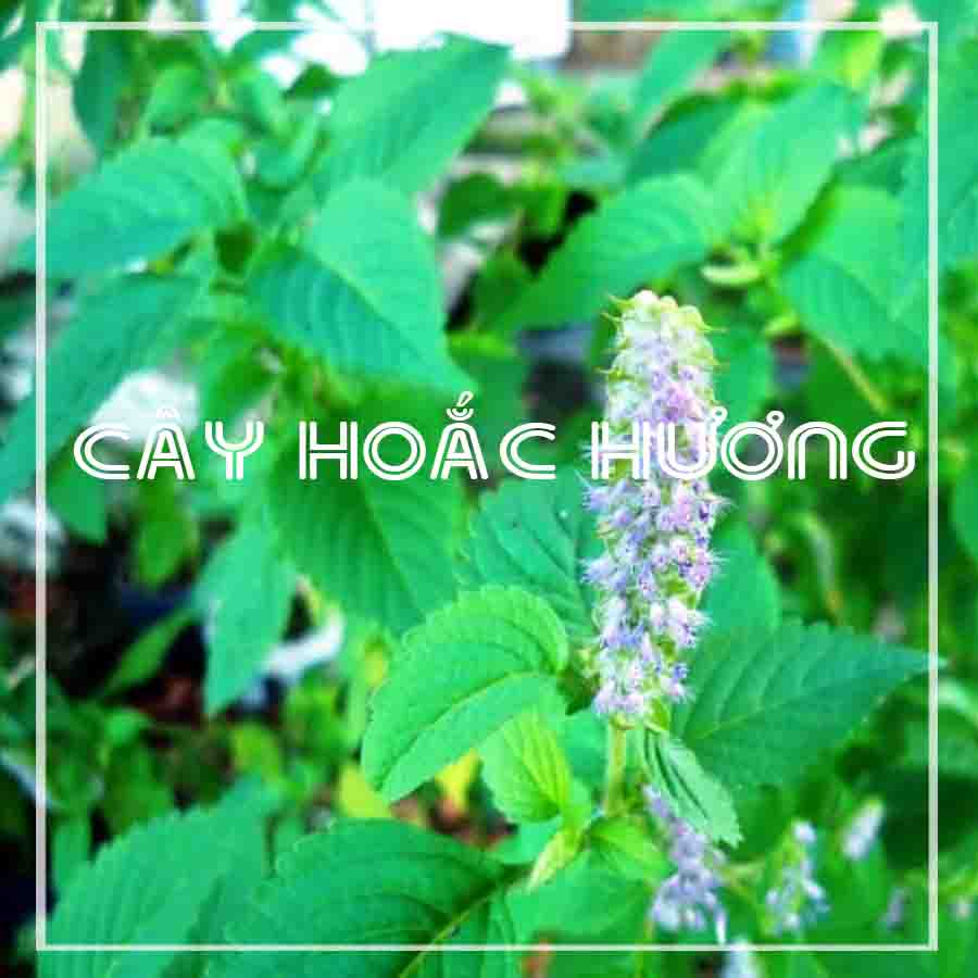 Cây hoắc hương khô sạch đóng gói 1kg