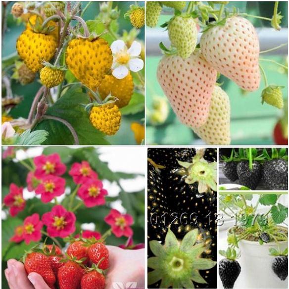 Combo 4 gói hạt giống dâu tây các loại-gói 100 hạt-tặng kèm gói kích mầm