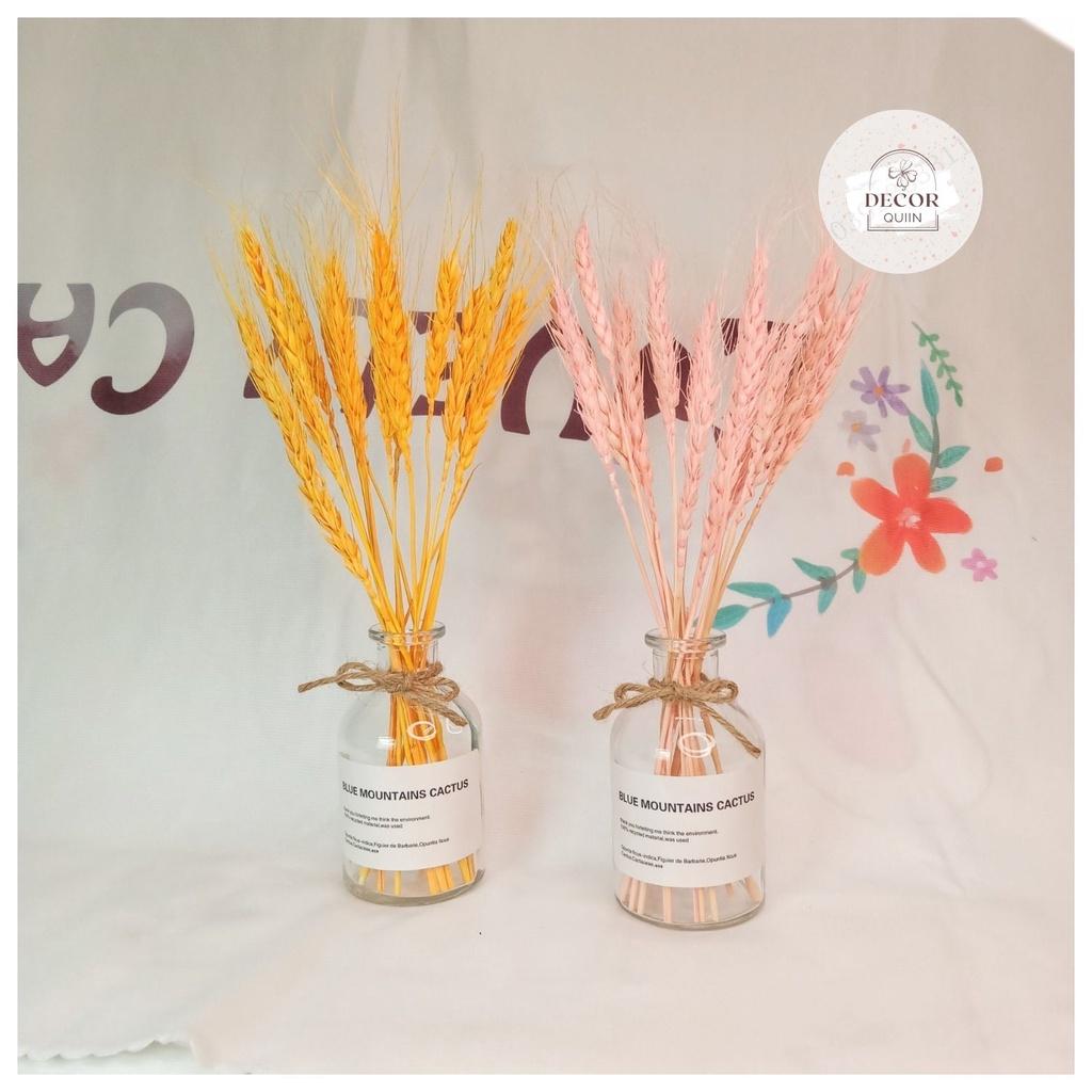 Lọ hoa để bàn️lúa mạch khô15 bông hoa khô trang trí quán cafe decor decor phòng quán trà sữa trang trí shop thời trang