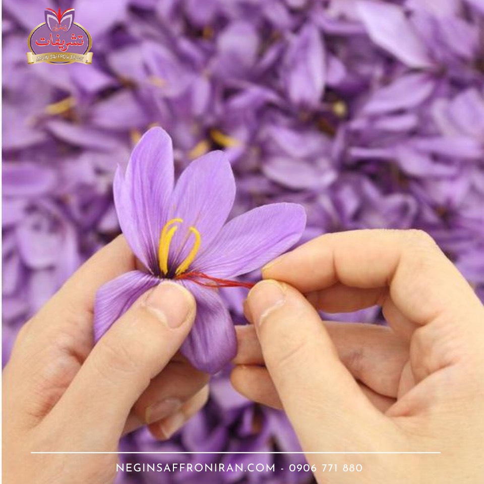 Nhụy hoa nghệ tây Tashrifat Saffron Premium loại Negin sợi to (1 Grams)