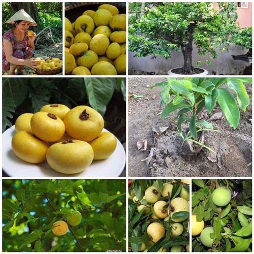 Cây THỊ giống , cây đẹp, cam kết chất lượng
