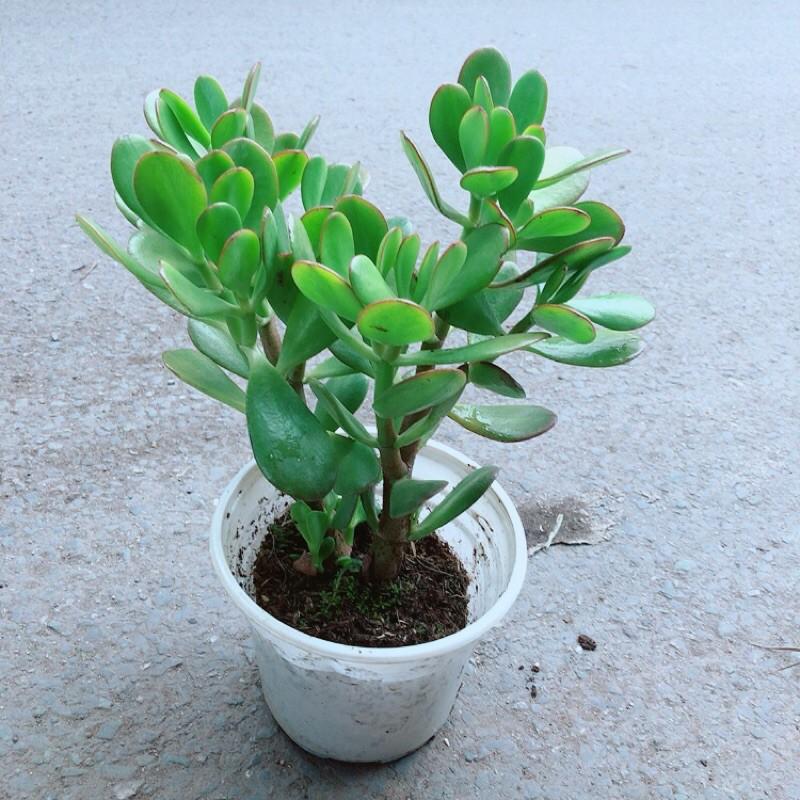 Cây Ngọc Bích Hợp Phong Thuỷ