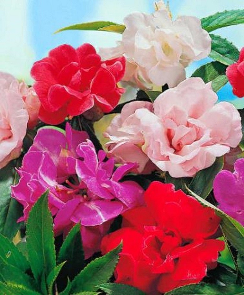 Hạt Giống Hoa Móng Tay Kép Mix Màu, Hoa Nở Lâu Tàn, Màu Sắc Rực Rỡ, Tươi Sáng - Nông Sản Vàng