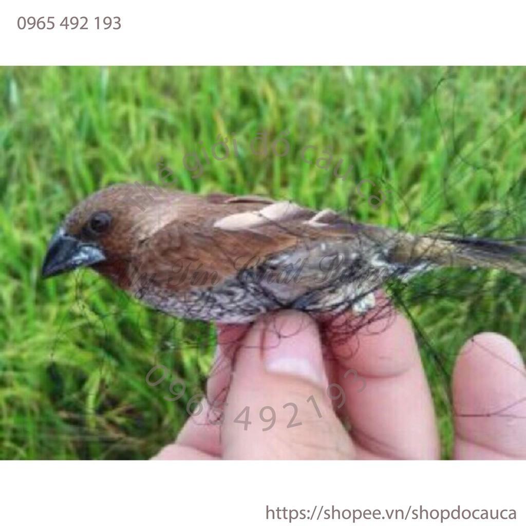 Lưới bẫy chim cu gáy 30m cao 7m mắt lưới 8cm hàng thái lan   docaucagiangnam