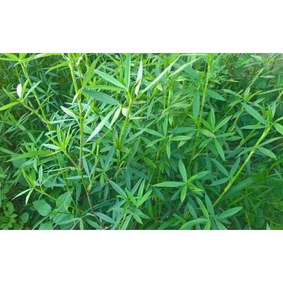 Hạt giống cỏ chăn nuôi STYLO