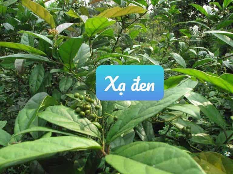Cây xạ đen - Xạ đen hòa bình - Sản phẩm hữu cơ tự nhiên khô 1kg