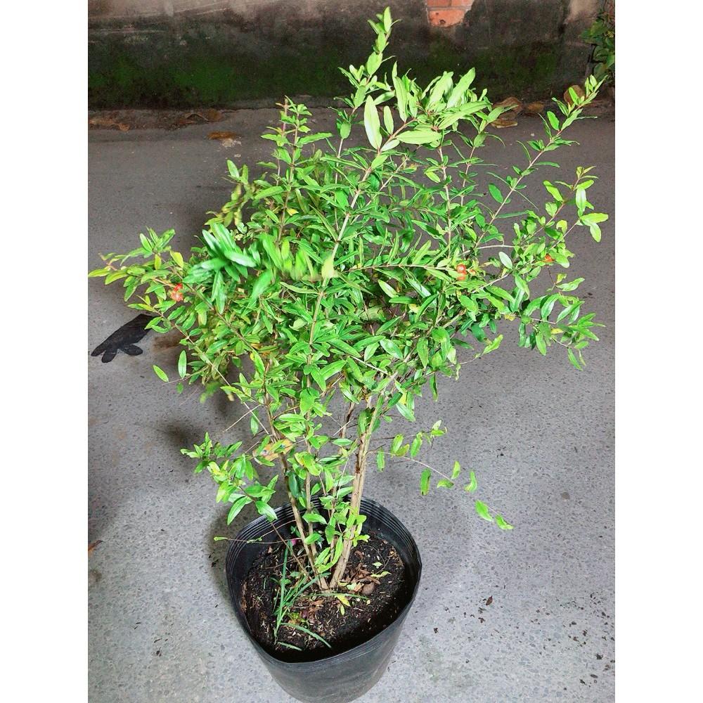 Cây Lựu Đỏ 100%
