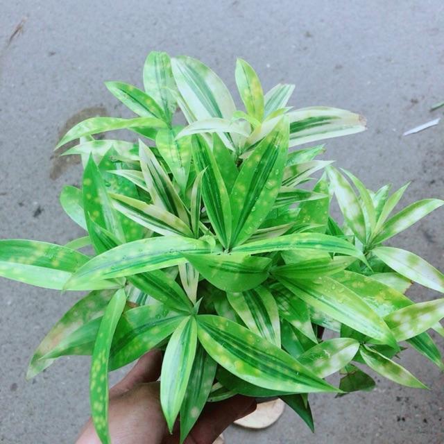 Trúc Nhật Kèm Chậu Sứ