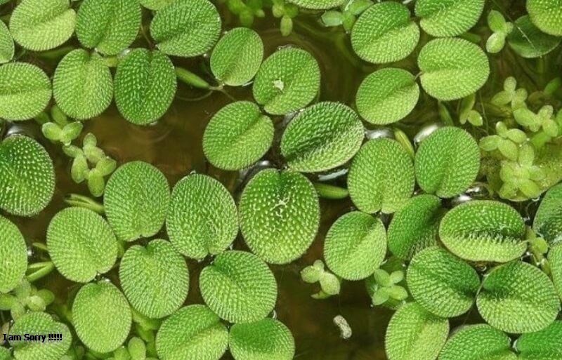 Bèo ong , bèo vẩy ốc, bèo tai chuột thủy sinh 5 cây