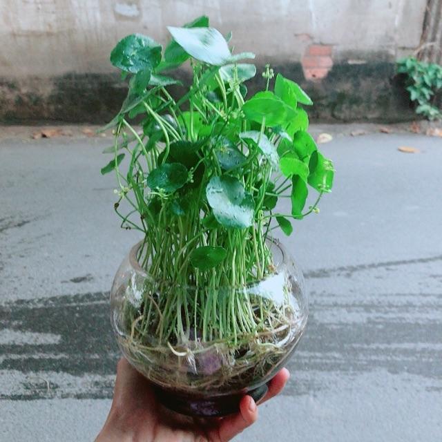 Chậu Cỏ Đồng Tiền Thuỷ Sinh