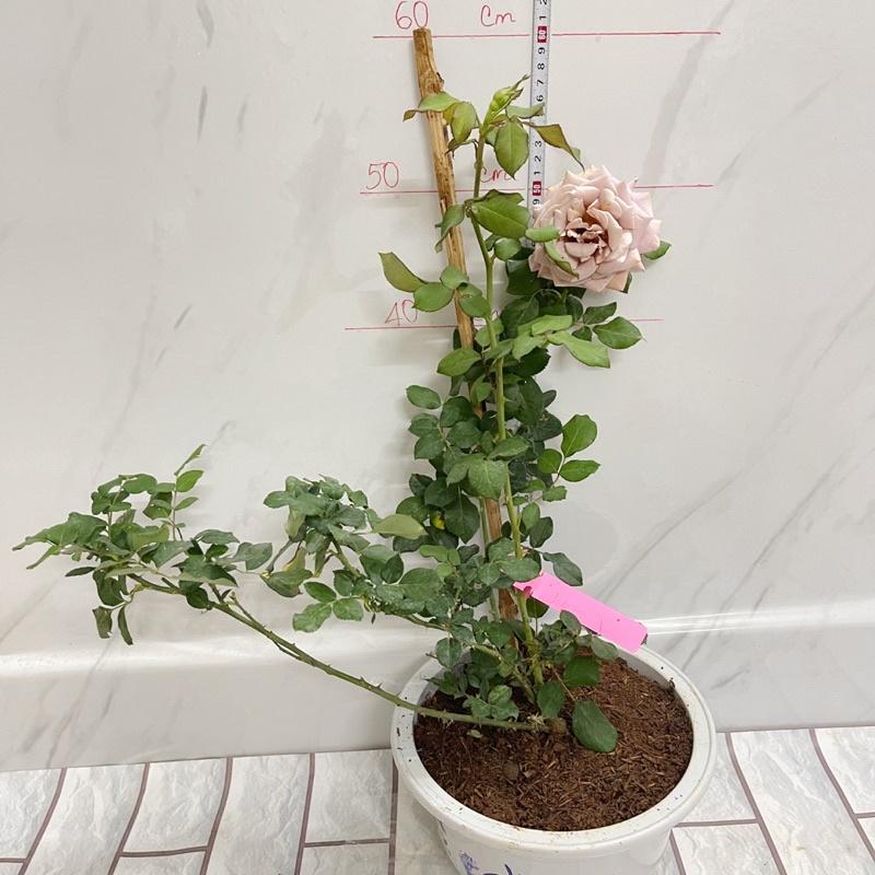 Chậu cây hoa Hồng kolokolo size to, cây chiết nguyên bản