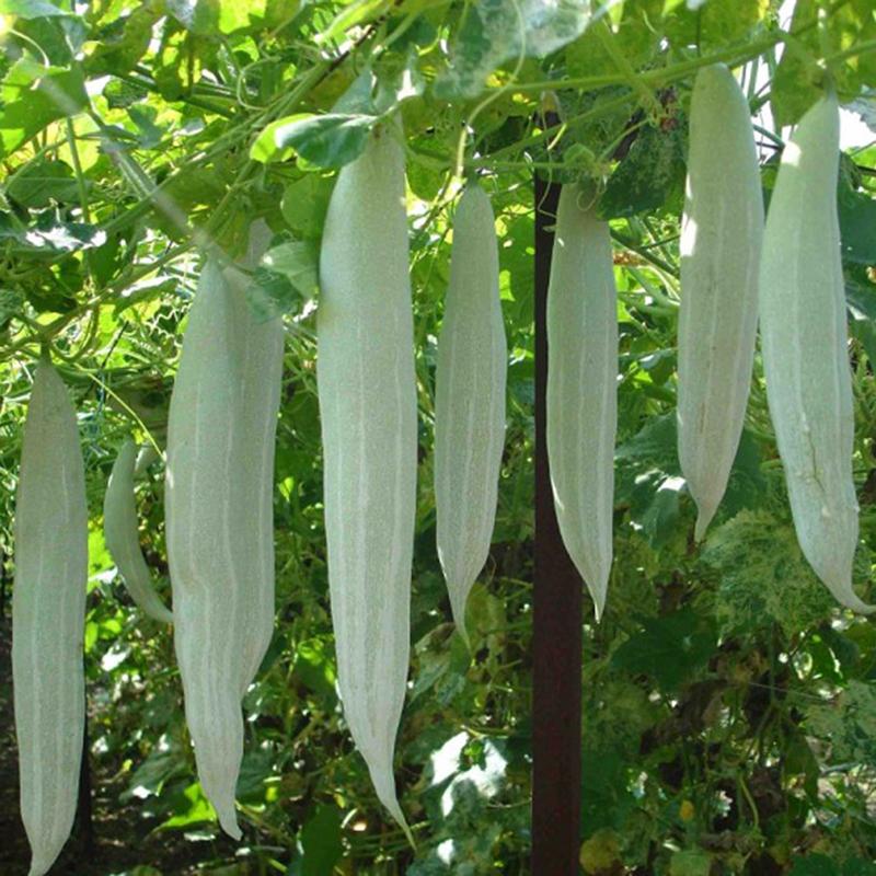 Hạt Giống Lặc Lày   -