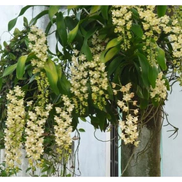 Sản Phẩm Hoa lan quế lan hương