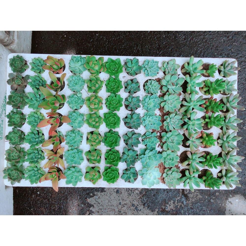 Combo 12 cây sen vỉ