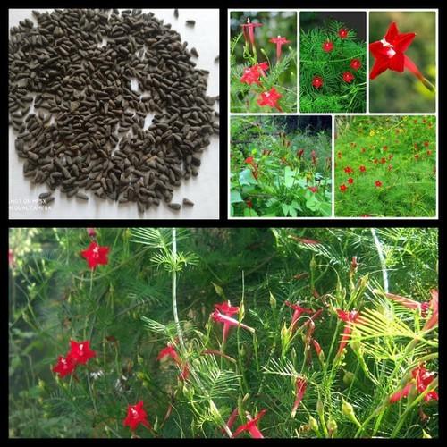 Hạt giống hoa tóc tiên nhiều màu mix - 1 gói 10 hạt