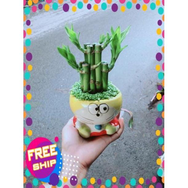 Chậu Trúc Phát Tài