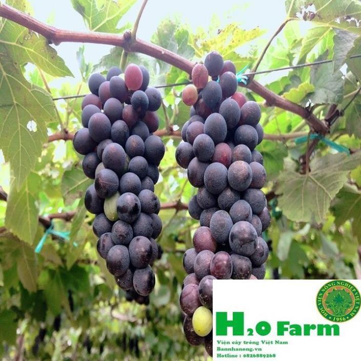 Cây Nho Ninh Thuận Ươm Tại Vườn Quả Xạ Đen - Vườn Ươm Ninh Thuận + Tặng 01 cây dâu da đất