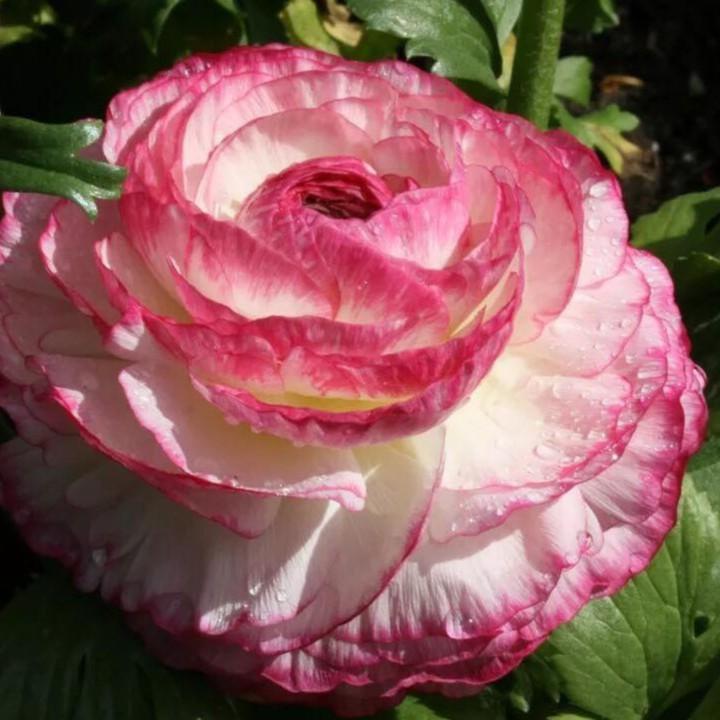 Củ hoa hồng mao lương màu hồng viền trắng ( tặng kèm viên nén ươm củ )