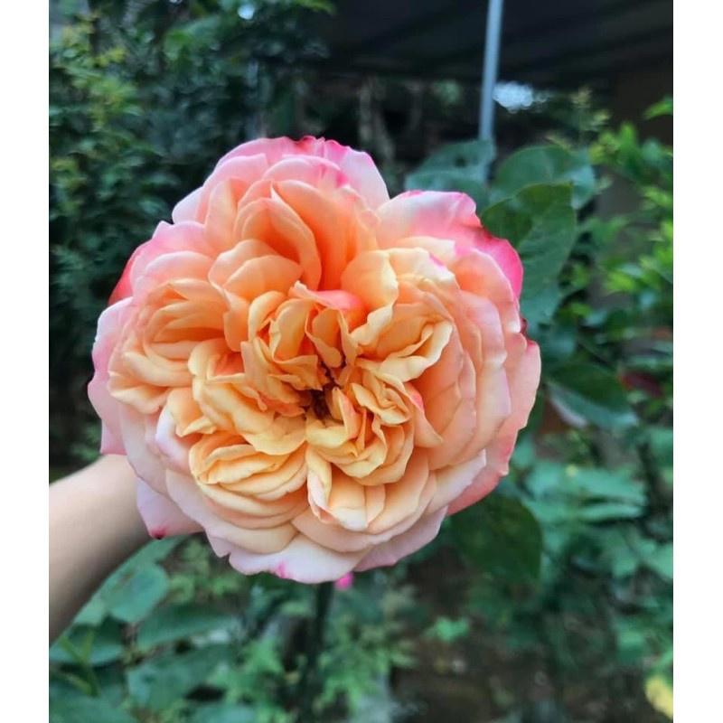 Hoa hồng leo Kordes’ Jubilee rose - bầu vải, cây to lớn, già