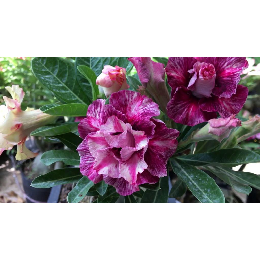 CÂY HOA SỨ THÁI CÁNH KÉP " VÂN HUẾ 7 "-củ size to đại bự ,rễ quái thành hình, hàng tuyển loại 1