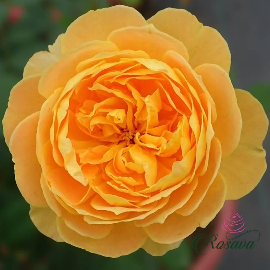 HỒNG BẦU CÀNH CHIẾT