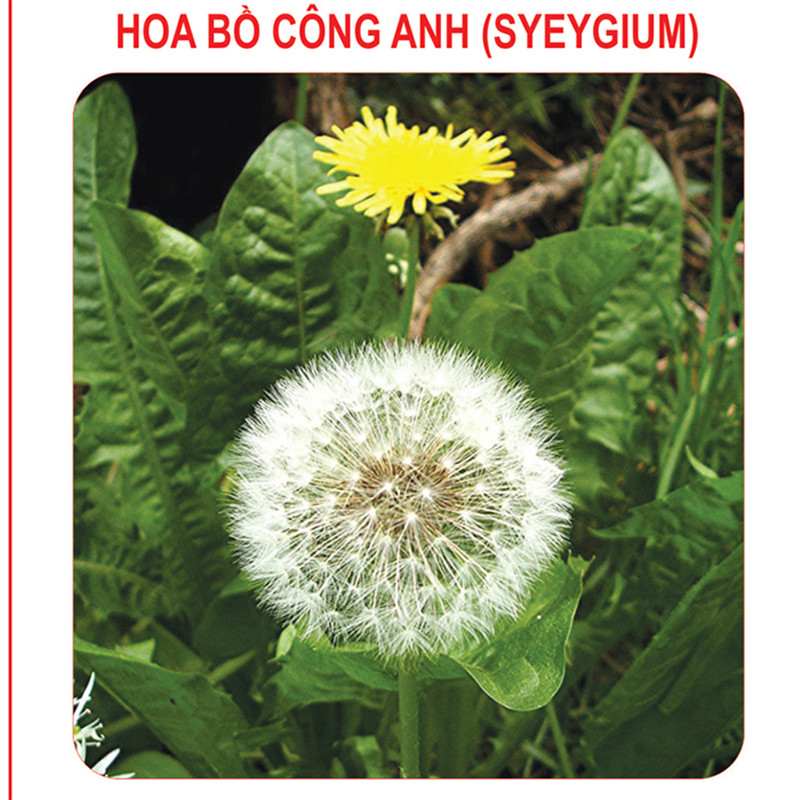 Hạt Giống Hoa Bồ Công Anh Xuất Xứ Đức