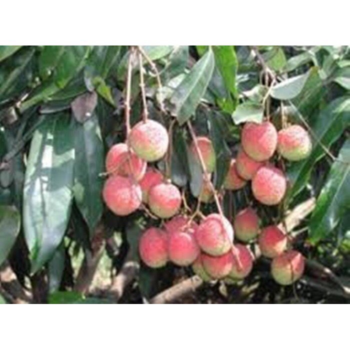 Cây vải u hồng giống