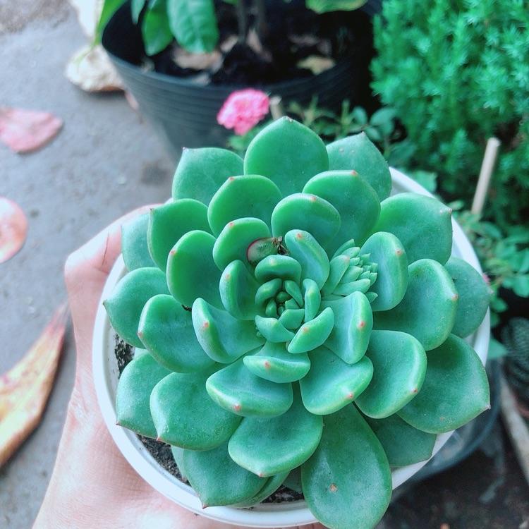 Sen Đá Bánh Bao Xanh